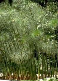 Scirpus