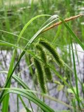 Rodzaj Carex - turzyca