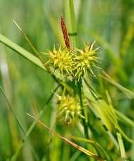 pseudocyperus    turzyca