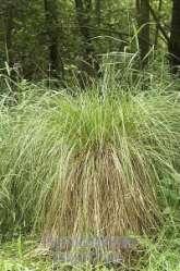 prosowa Carex paniculata 27