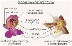 charakterystyczne: większość gatunków epifityczna Kwiaty