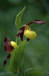 błotny Epipactis