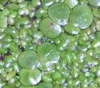 Potamogeton natans  jednoliścienne Rodzina rzęsowate - Lemnaceae Cechy