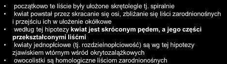 Hipoteza euangium szyszkokwiatowa = antostrobilusowa: początkowo te liście były ułożone skrętolegle tj.