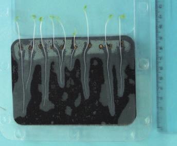 3. Badanie procesu biodegradacji węglowodorów ropopochodnych i wielopierścieniowych węglowodorów aromatycznych w warunkach ex situ Po 72 h wykonanie zdjęcia płytek z wykiełkowanymi roślinami.