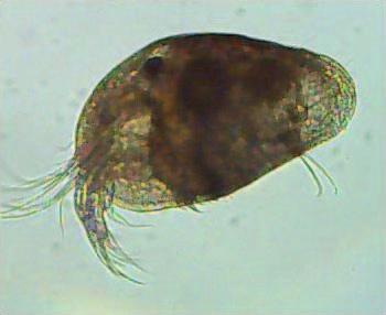 3. Badanie procesu biodegradacji węglowodorów ropopochodnych i wielopierścieniowych węglowodorów aromatycznych w warunkach ex situ Wprowadzenie do wszystkich cel płytki testowej po 2 cm 3