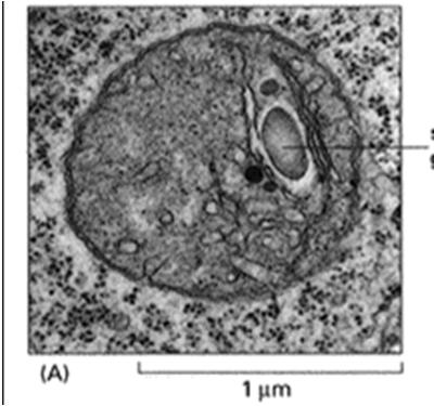 Plastydy rodzina organelli powstających w toku ontogenezy rośliny drogą róŝnicowania form prekursorowych proplastydów w tkankach merystematycznych Proplastydy sferyczne; 0.