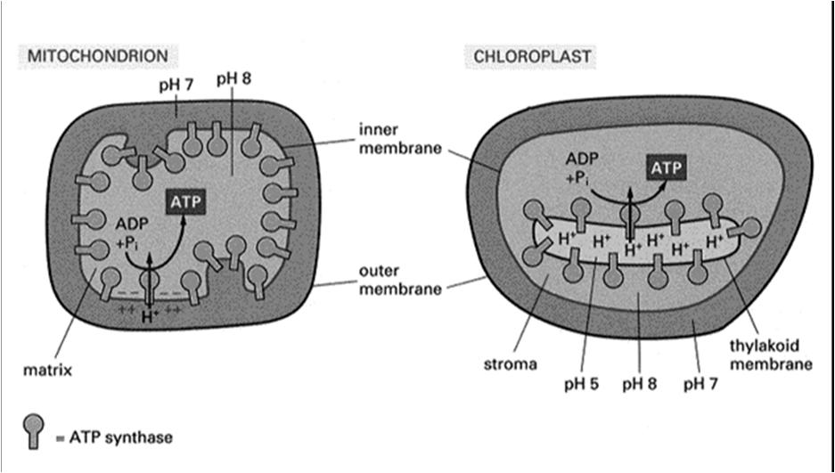 przepływ protonów?- zmiana ph w przedziałach chloroplastowych?