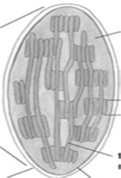 cykl wiązania węgla (cykl Calvina-Bensona) aldehyd 3-fosfoglicerynowy cytozol cukry (skrobia) cukry - sacharoza forma transportowa glikoliza (pirogronian) ATP mitochondria Peroksysomy Peroksysomy -
