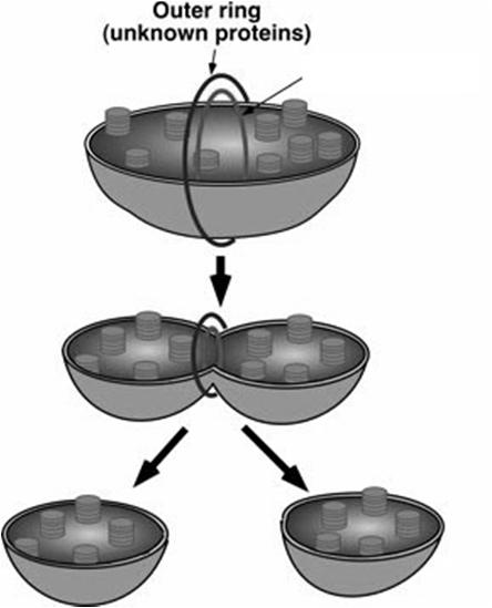 podział