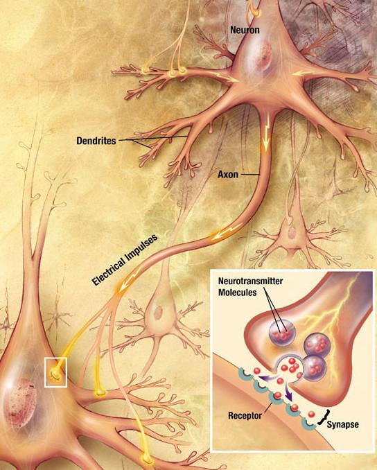 Budowa neuronów biologicznych Mechanizmy biofizyczne Rysunek: Synapsa chemiczna.