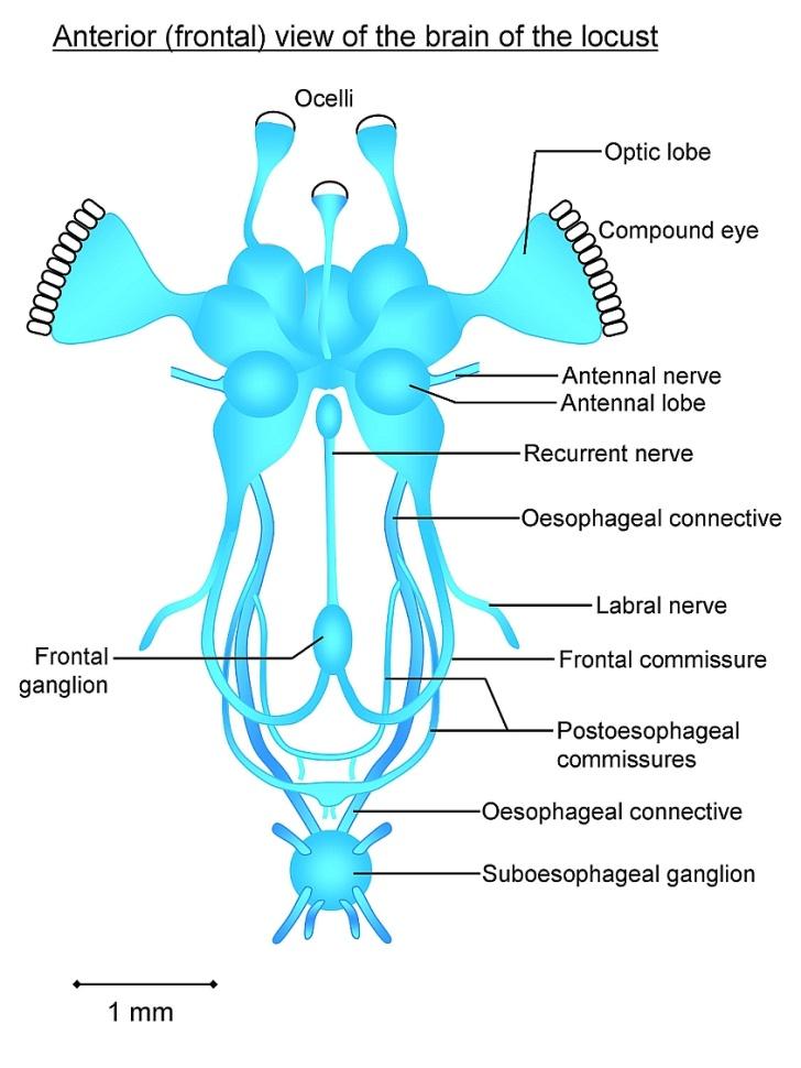 UKŁAD NERWOWY Składa się z trzech części: centralnej, trzewnej i obwodowej Centralny układ nerwowy: 1. Mózg 2.