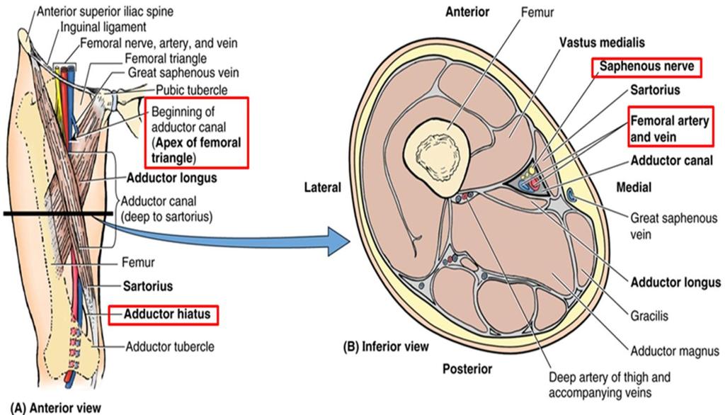 BLOKADA W OBRĘBIE KANAŁU PRZYWODZICIELI ADDUCTOR CANAL BLOCK (ACB) ANATOMIA NA NOWO DEFINICJA KANAŁU PRZYWODZICIELI Nerw