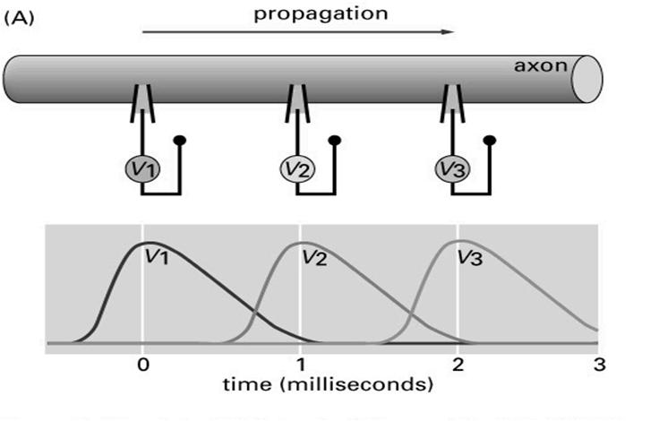 Przechodzenie potencjału czynnościowego wędrująca fala depolaryzacji ( pobudzenia elektrycznego) = potencjał czynnościowy (impuls nerwowy) - do 100m/s Współdziałanie kanałów Na+, K+ i pomp a
