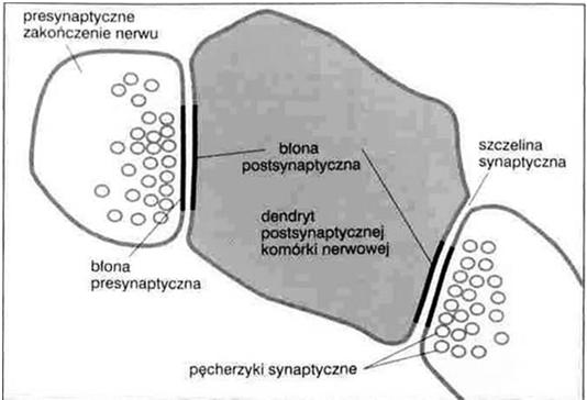 docelowych  