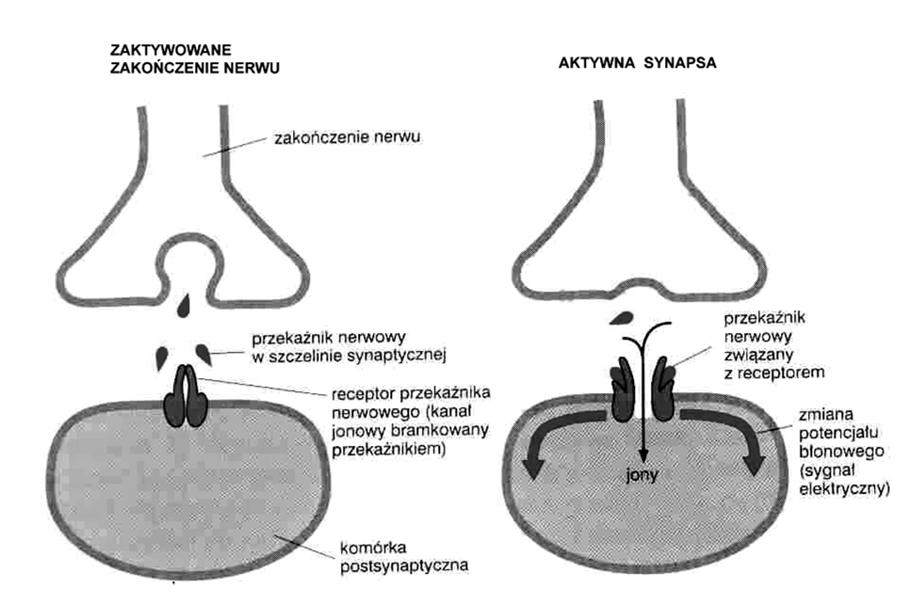 synapsy   synapsy 12