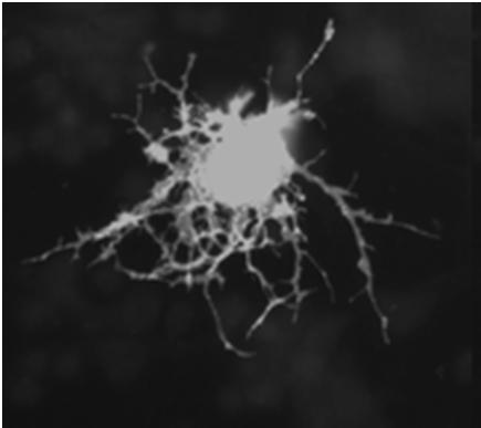 barierę krew-mózg (transport substancji odŝywczych z naczyń do neuronów i odwrotnie) uczestniczą w metabolizmie neuroprzekaźników * makroglej oligodendrocyty tworzą osłonki