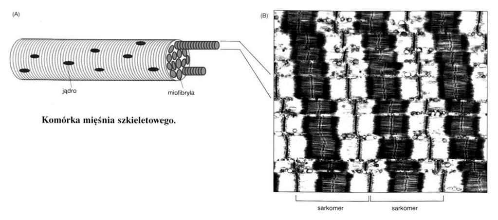 Tkanka mięśniowa wyspecjalizowane tkanki kurczliwe mięśnie szkieletowe mięsień sercowy mięśnie gładkie autonomiczny układ nerwowy Aparat kurczliwy mięśni mięśnie poprzecznie-prąŝkowane sarkolema
