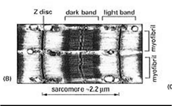 Miofibryle mięśni szkieletowych Filamenty grube