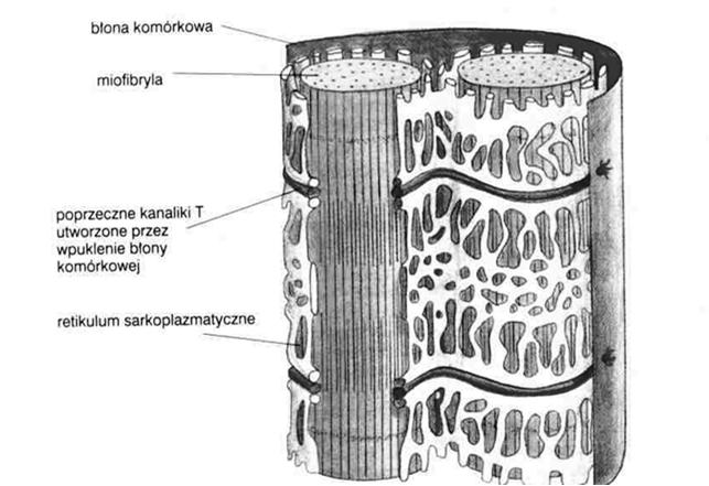 Skurcz mięśni poprzecznie-prąŝkowanych Neuron ruchowy