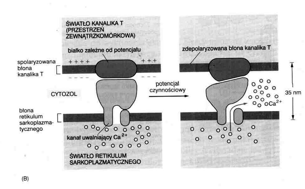 Regulacja skurczu mięśnia skurcz mięśni poprzecznie-prąŝkowanych sygnał retikulum sarkoplazmatyczne otwarcie kanałów Ca 2+
