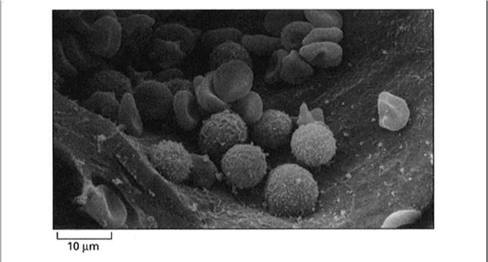 krew Komórki krwi ssaka - skaningowa mikrografia