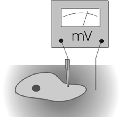 potencjał błonowy w poprzek błony komórkowej Spoczynkowy potencjał błonowy potencjał błony w warunkach ustabilizowanych, gdy przepływ jonów jest zrównowaŝony i nie następuje dalsza akumulacja róŝnic