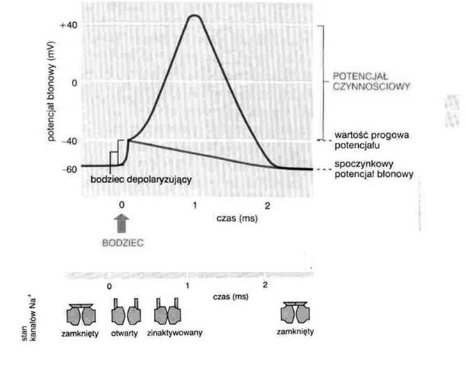 Sygnalizacja w komórkach nerwowych Przepływ jonów a potencjał czynnościowy
