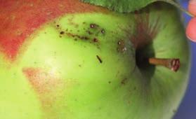 Dobór insektycydów do zwalczania owocówki jabłkóweczki powinien być zgodny z aktualną rejestracją.