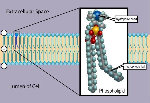 Błona komórkowa Cząsteczki fosfolipidów mają polarną (hydrofilną) główkę i hydrofobowy ogon http://www.ib.bioninja.com.