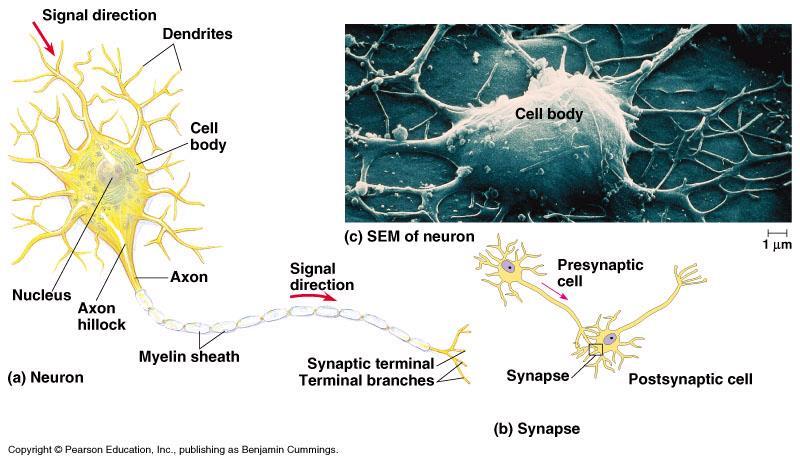 Neuron ANTROPOZOOLOGIA -