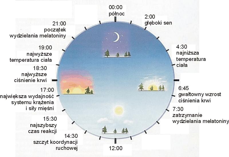 Cykl okołodobowy nazywany cyklem cyrkadialnym (od łacińskiego circa - około, dies - dzień) jest najstarszym z rytmów wrodzonych i wytworzył wiele stałych mechanizmów fizjologicznych (np.