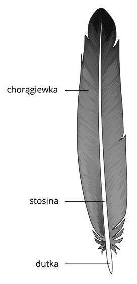 KARTA PRACY NR 2 Wykonajcie obserwację makroskopową pióra ptaka za pomocą lupy, a następnie wykonajcie zadania. Zadanie 1 Jakie kolory ma chorągiewka obserwowanego pióra?