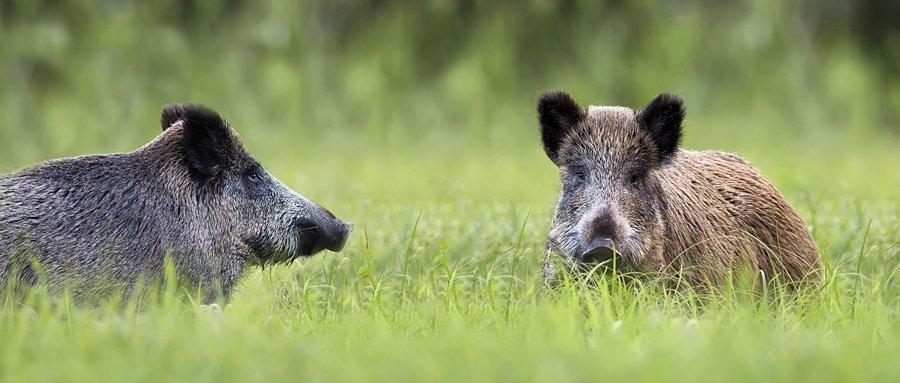 .pl https://www..pl fot. Fotolia Do Biura KRIR wpłynęła odpowiedź resortu środowiska w sprawie odstrzału dzików.