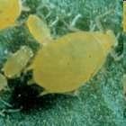Myzus persicae