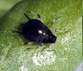 Aphis nasturtii Aphis