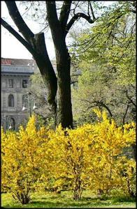 słynnym