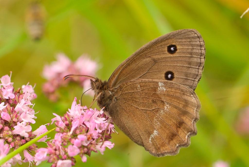 Przegląd Przyrodniczy XXIX, 1 (2018) Fot. 7. Minois dryas (Scopoli, 1763) imago.