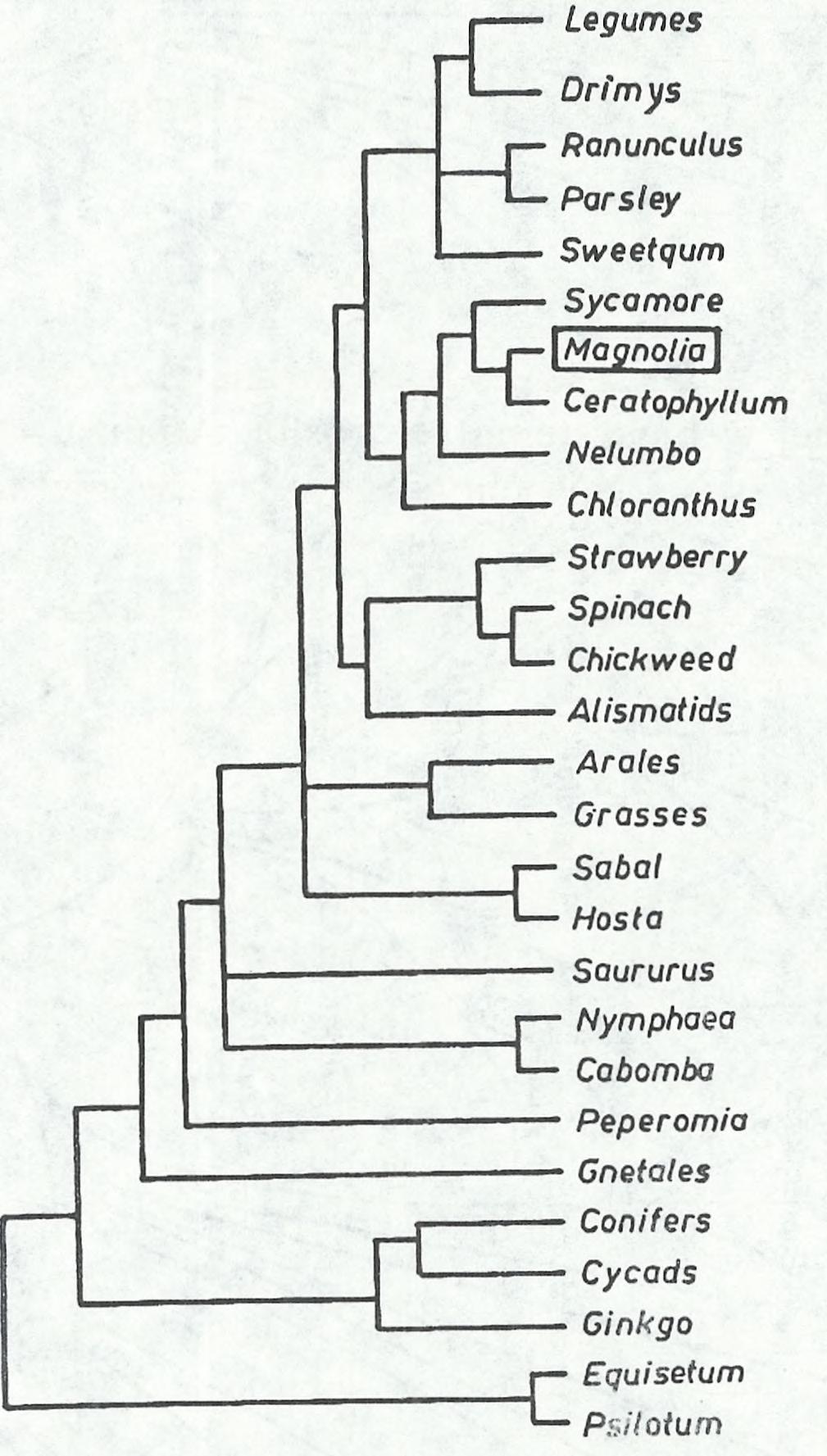 Trawy (Grosses) Zea, Tripsacum, Sorghum, Saccharum, Oryza, Avena, Hordeum, Triticum, Arundinaria; 5) Gniotowce (Genetales) Gnetum, Welwitschia, Ephedra (wg K n a a k a i wsp. [47]).