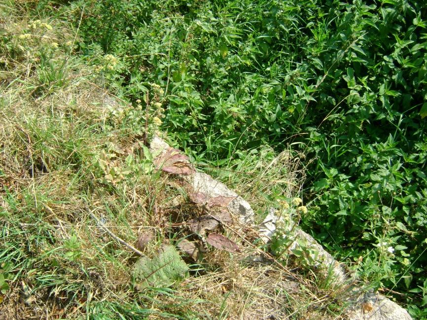 Na licu muru liczne zakrzaczenia oraz wykwity biologiczne w spoinach. Liczne braki w spoinach oraz luźne elementy kamienne muru.