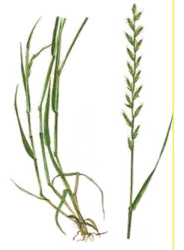 Trawa Grass Herbe Pszenica Wheat Blé Jęczmień Barley Orge Rzodkiew Radish Radis Lolium perenne Triticum Hordeum Raphanus raphanistrum Dawka kg/min kg/min kg/min Dawka kg/min kg/min kg/min kg/min