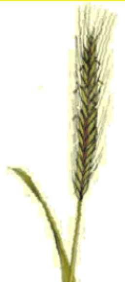Wyka Vetch Vesce Vicia Gryka Buckwheat Blé Noir Fagopyrum Łubin wąskolistny Łubin wąskolistny Lupin Bleu Lupinus angustifolius Żyto na zieloną masę Green Rye Seigle Vert Secale cereale Dawka kg/min