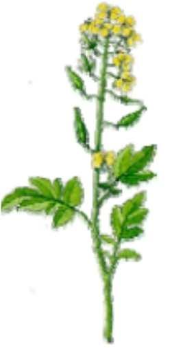 Owies Oat Avoine Avena Gorczyca Mustard Moutarde Sinapis Alba Lucerna Alfalfa Lucerna Medicago Sativa Koniczyna czerwona Red Clover Trèfle Rouge Trifolium Dawka kg/min kg/min Dawka kg/min kg/min
