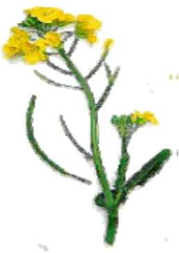 Phacelia Phacelia Phacélie Rzepak Rape Colza Mak Poppy Pavot Groch Pea Pois Phacelia tanacetifolia Brassica Napus Papaver Pisum sativum Dawka kg/min kg/min Dawka kg/min kg/min kg/min Dawka kg/min
