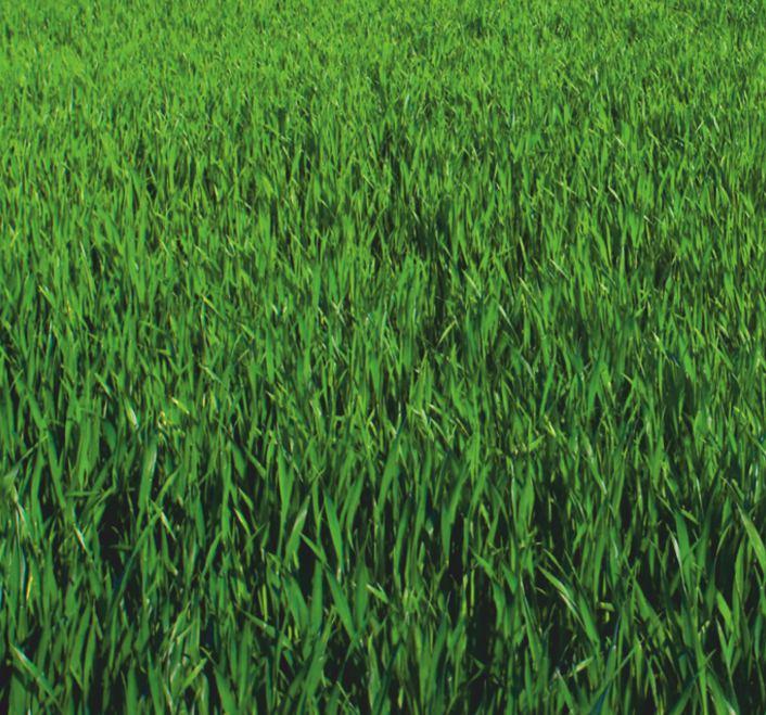 0 cm 10 cm 20 cm 30 cm 40 cm 50 cm 110 cm 120 cm 130 cm 140 cm 150 cm 160 cm RAMKA POMIAROWA FRAME dla