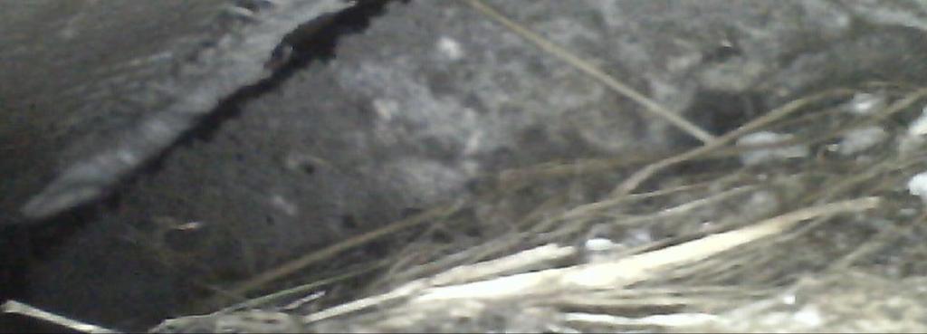 Fot. 3 Gniazdo wróbli w szczelinie w styropianie,