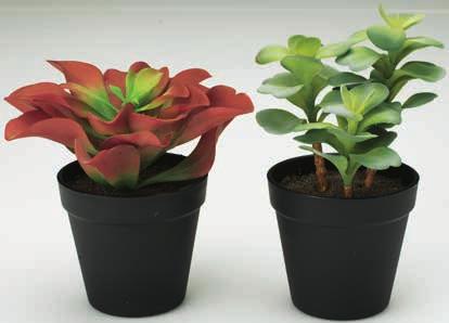 5 cm 1L 1 SZT. 6,- 5.