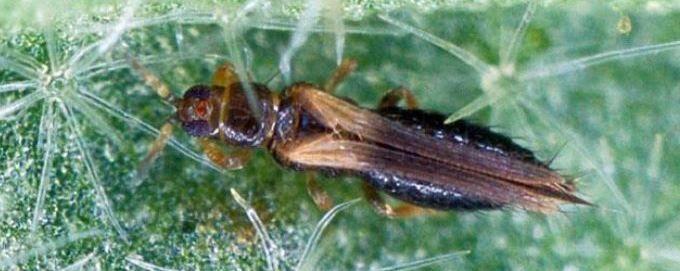 Thrips setosus Moulton, 1928