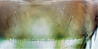 Thrips