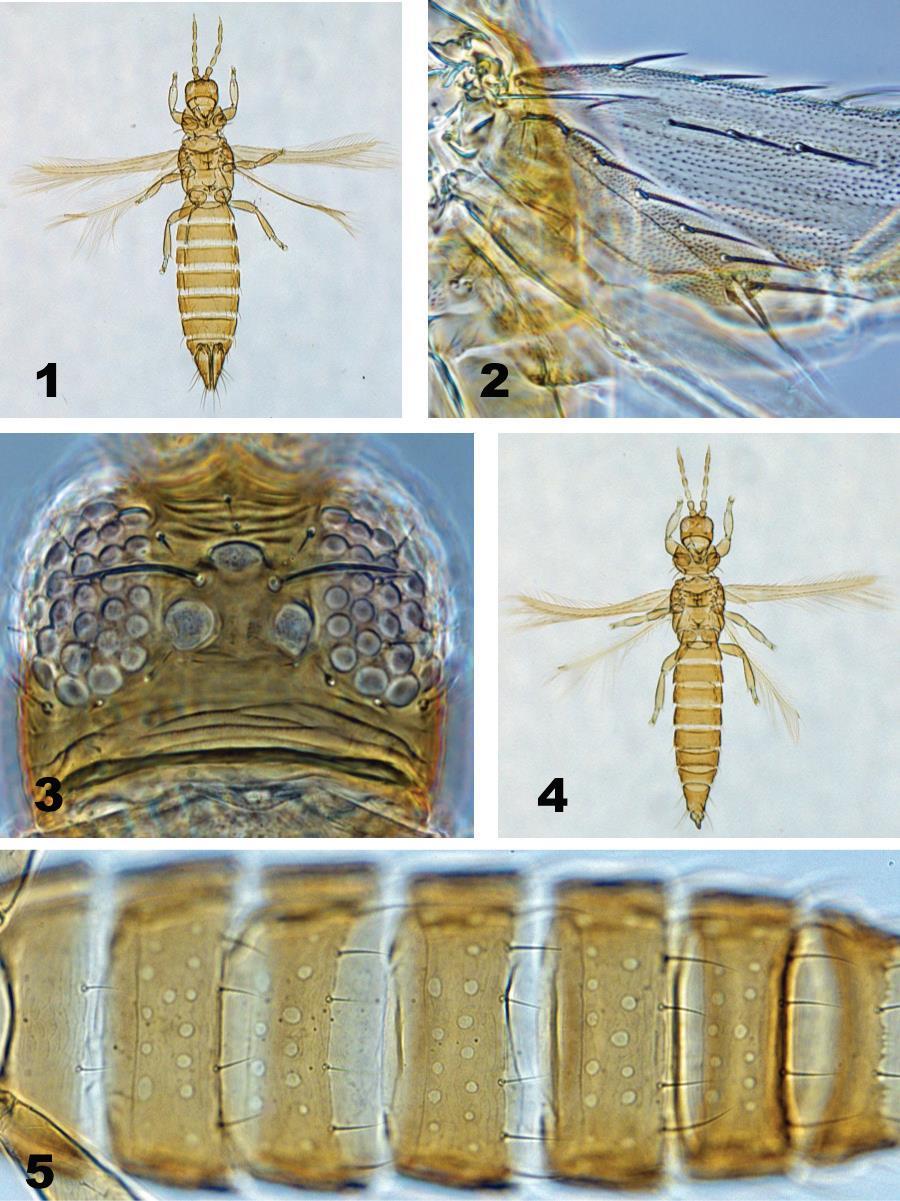 Ceratothripoides brunneus Bagnall, 1918 wciornastek psiankowiec